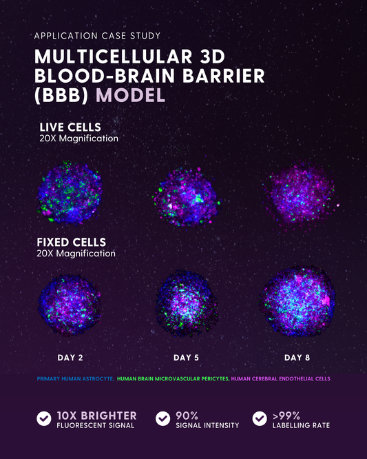 Visualizing the Blood-Brain Barrier with Cellaris™