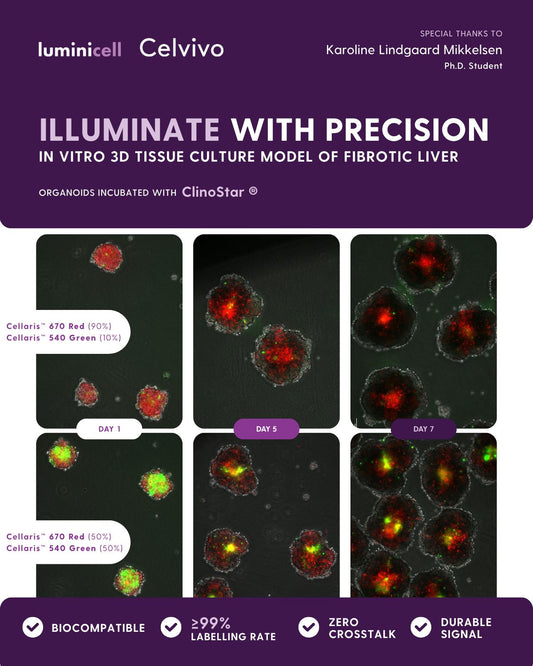 Creating a Physiologically Relevant 3D Liver Model Using Cellaris™ Fluorescent Probes