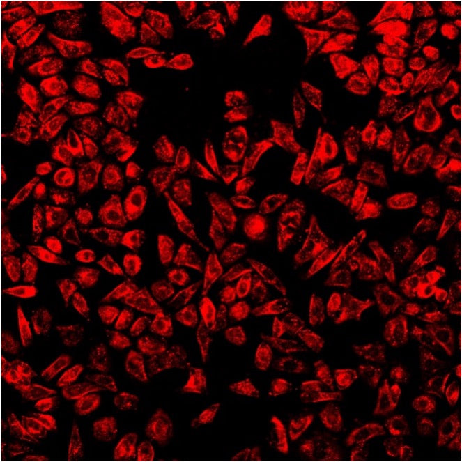 Cellaris™ 670 - Cell Labelling Kit (Red)