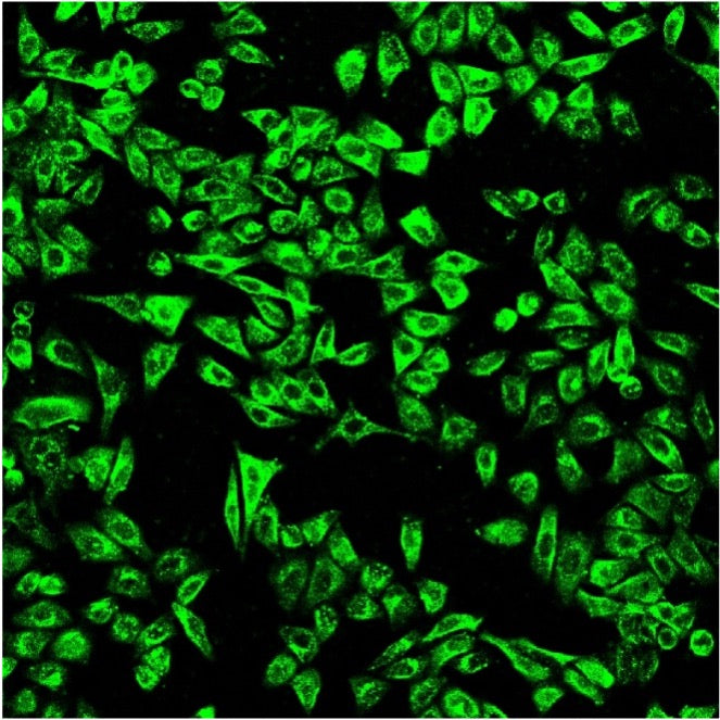 Cellaris™ 540 - Cell Labelling Kit (Green)