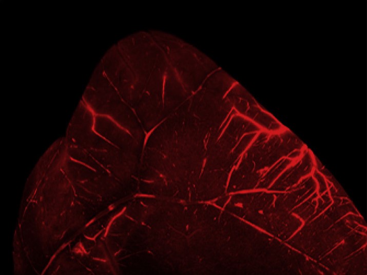 Luminicell Tracker™ 670 - Vascular Labelling Kit (Red)