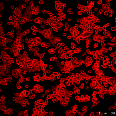 Live Cell Fluorescence Imaging - Red Cell Trackers