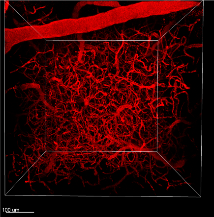 Vascular Tracker™ 670 - Vascular Labelling Kit (Red)
