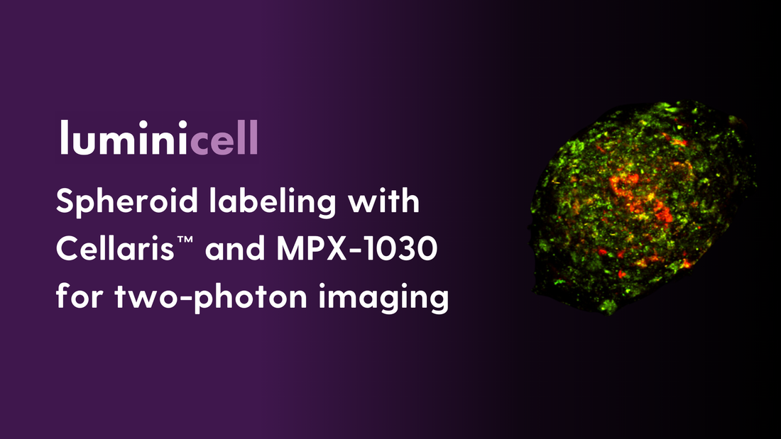 Application Note: Spheroid labelling with Cellaris™ and MPX-1030 for two-photon imaging