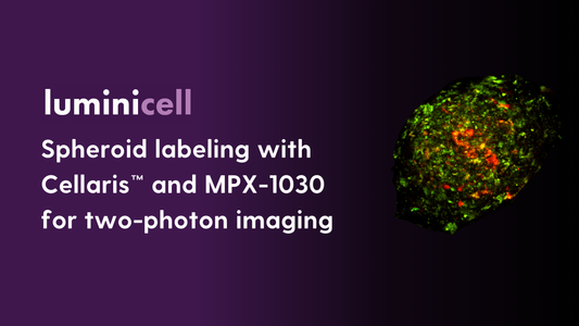 Application Note: Spheroid labelling with Cellaris™ and MPX-1030 for two-photon imaging