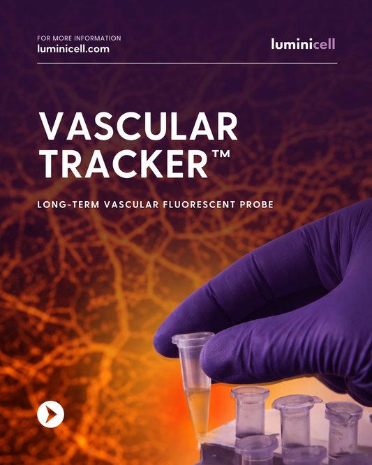 Extended vascular imaging without photobleaching – is it possible?